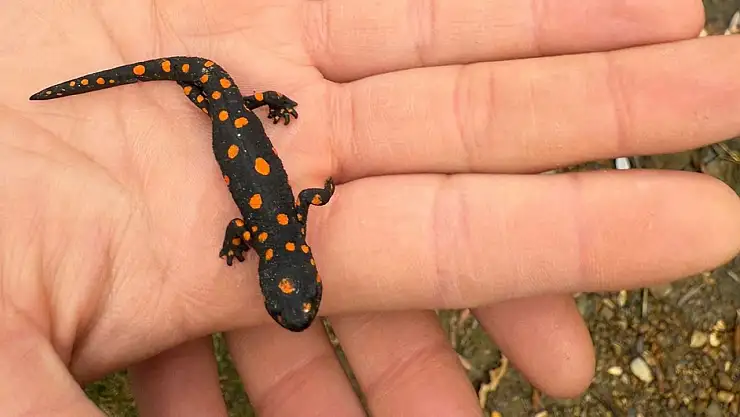 Bahçesaray'da Nadir Benekli Semender Türüne Doğa Yürüyüşünde Rastlandı