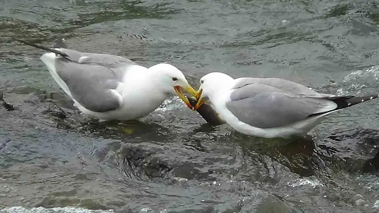 Balık İçin Martılar Arasında Savaş