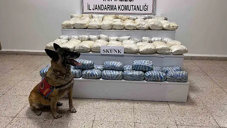 Başkale'de jandarmadan tarihi yakalama: 47.8 kg skunk ele geçirildi