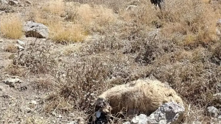 Başkale'de kurt saldırısı: 80 koyun telef oldu, çiftçilerin zararı büyük