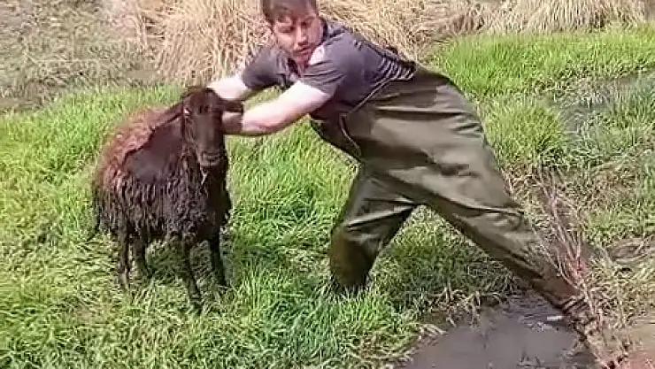 Bataklığa saplanan koyunu kurtardılar