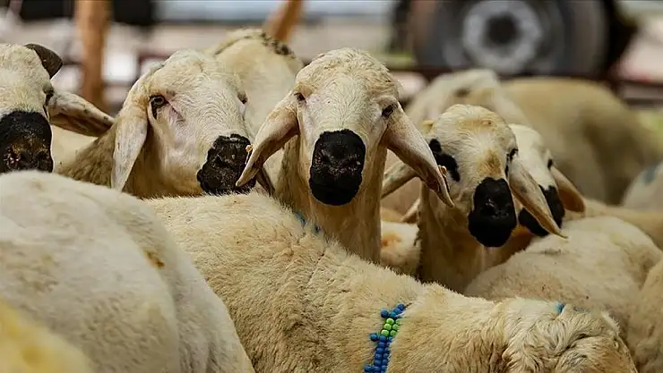 Bayramdan önce kesilen kurban sayılmıyor mu? Diyanet'ten net açıklama