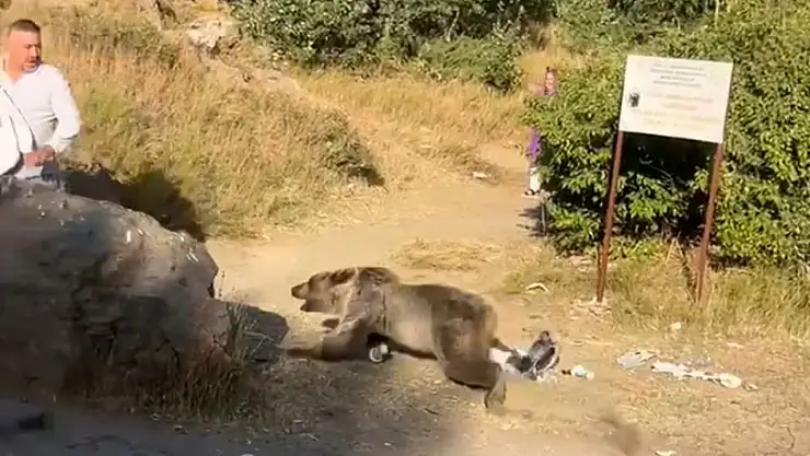 Bebekle Kucaklaşan Anne Ayı Saldırısına Maruz Kaldı!