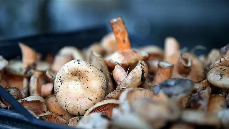 Bilinçsiz mantar tüketimi ölümle sonuçlanabilir