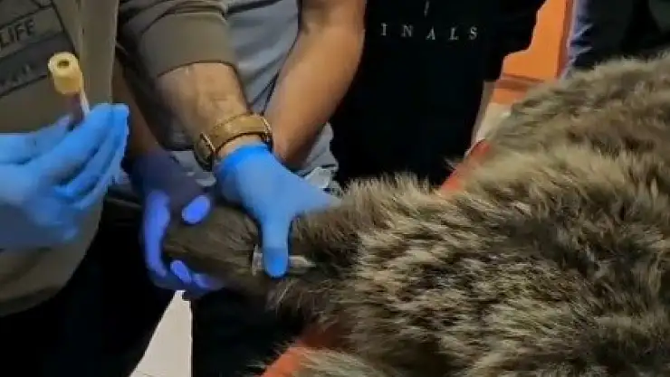 Bitkin halde bulunan bozayı, Sarıkamış'ta tedavi altına alındı