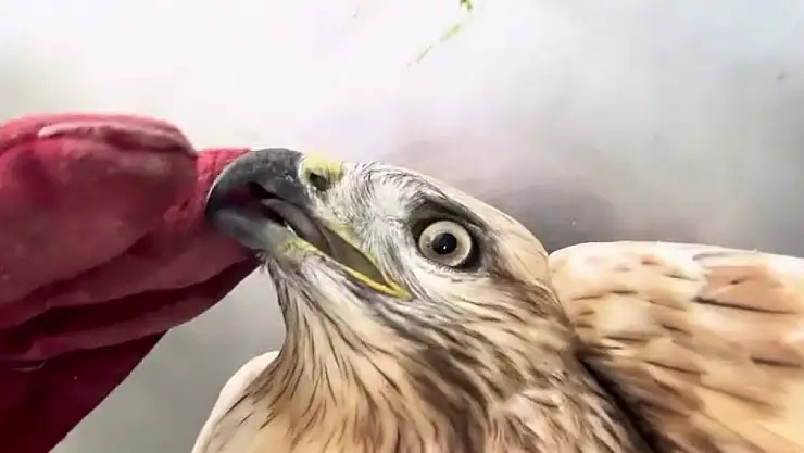 Bitkin halde bulunan kızıl şahin, Erzurum'da sağlığına kavuştuktan sonra doğaya salındı