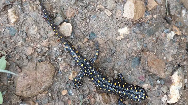Bitlis'te Benekli Semenderler Toplu Halde Görüntülendi