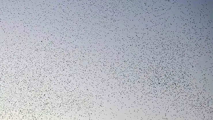 Bitlis'te Binlerce Kuşun Senkronize Dansı Görsel Şölen Oluşturdu