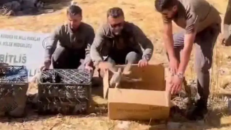 Bitlis'te çadırda ele geçirilen 90 kınalı keklik doğaya salındı, sahibine ceza kesildi!
