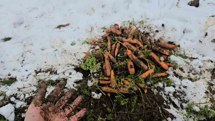 Bitlis'te karlar altında havuç hasadı