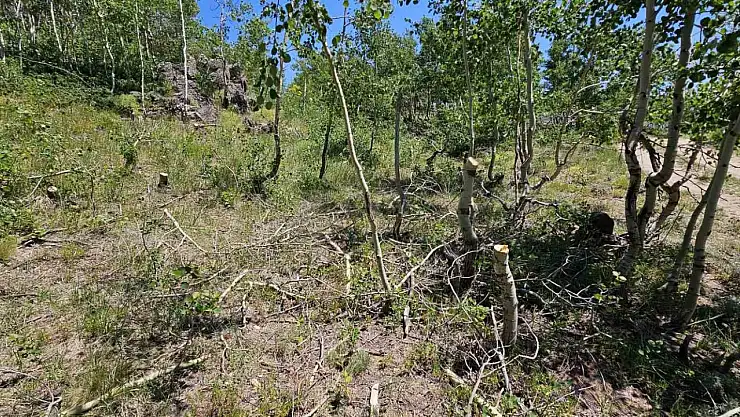 Bitlis'te Nemrut Kalderası'nda ağaç katliamı: Kimliği belirsiz kişiler tarafından kesildi