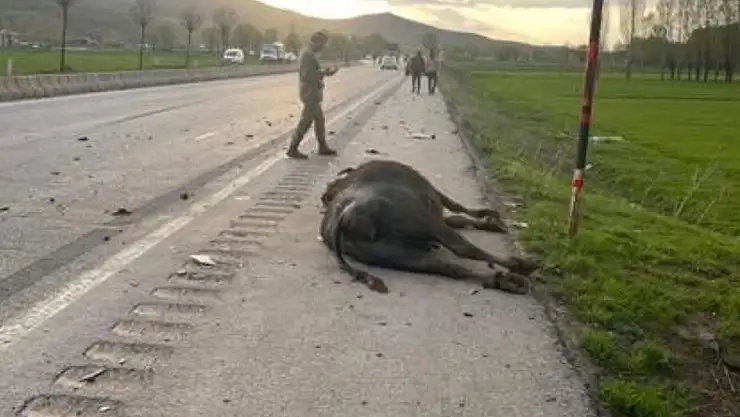 Bitlis'te otomobil, yola çıkan büyükbaş hayvana çarptı: Sürücü yaralı, hayvan telef oldu