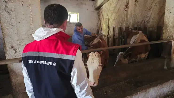 Bitlis'te Şap Hastalığına Karşı Aşılama Kampanyası Başladı!