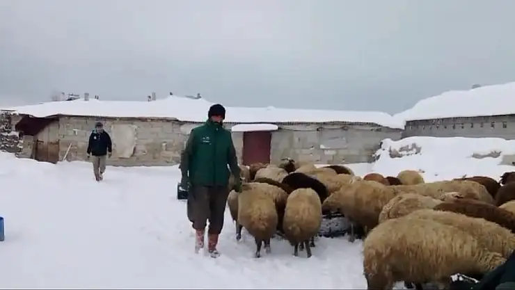 Bitlis'te Sibirya soğukları besicileri zorluyor