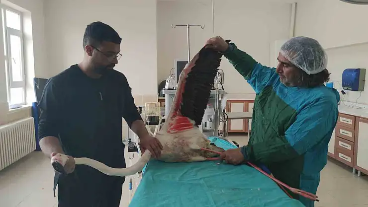 Bitlis'te yaralı flamingo, Van'daki rehabilitasyon merkezine gönderildi!