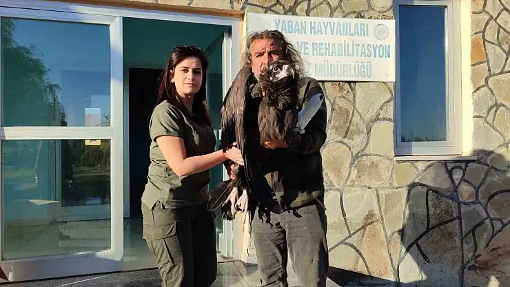 Bitlis'te yaralı kara akbaba, jandarma tarafından kurtarıldı ve tedaviye alındı