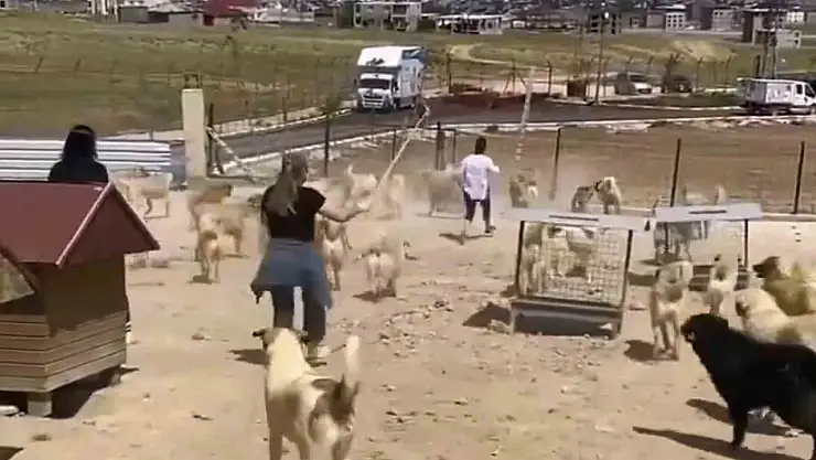 Büyükşehir Belediyesi Hayvan Barınağında Şok Edici Manzaralar Ortaya Çıktı!