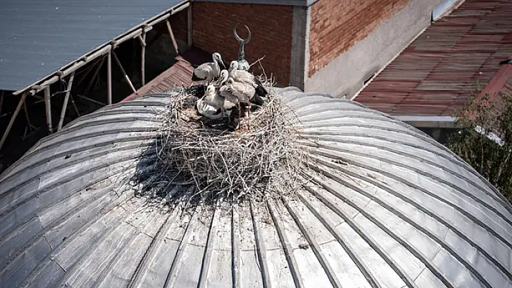 Cami Kulesindeki Hilalin Yanında Yuva Yapan Leylek Ailesi, Mahalleye Neşe Saçtı