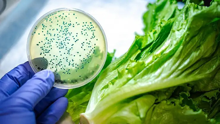 Çapraz Bulaşma Nedir?