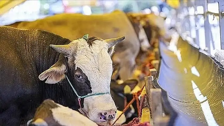 CarrefourSA 2025 büyükbaş hisse fiyatı kaç TL, sakatat dahil mi, kaç kilo et veriyor?