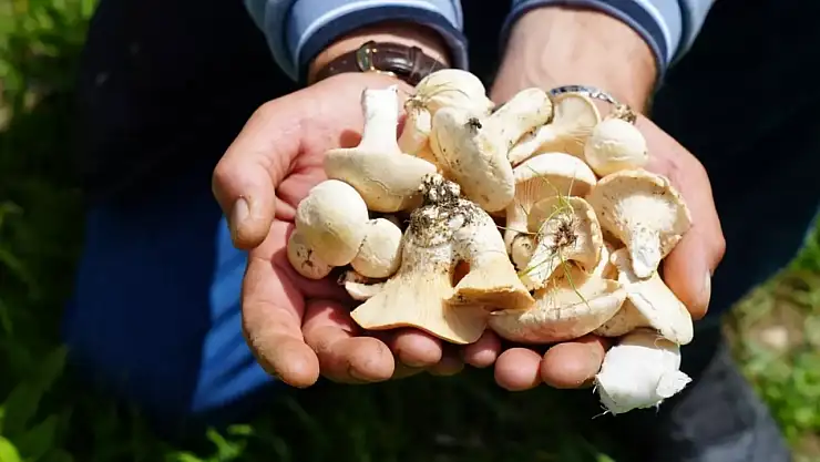 Caşır ve mantar bin bir derde deva! Bayburt'ta zorlu mantar çaşır yemlik mesaisi başladı