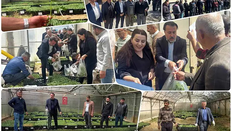 Çatak'ta 70 Bin Sebze Fidesi Ücretsiz Dağıtıldı