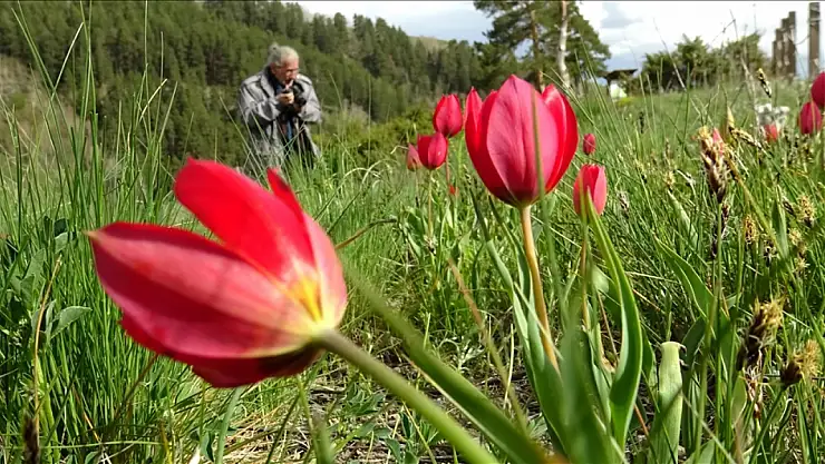 Çiçekler açtı, Sarıkamış renklendi