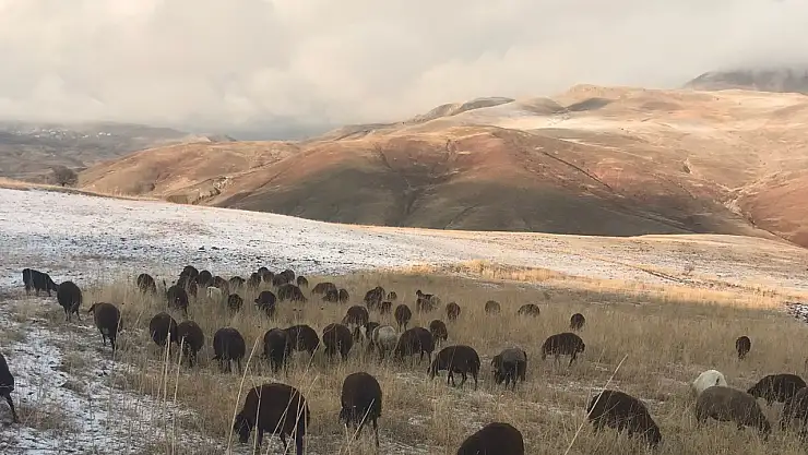 Dede Maksut Köyü'nde hayvanlar kış ayında otlanmaya devam ediyor
