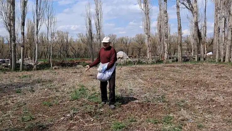 Demirkent'te 65 yaşındaki Yaşar Kılıç, tohum serpme geleneğiyle tarımda verimliliği artırıyor.