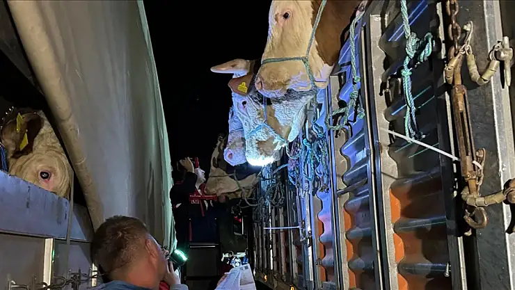 Denetimler başladı: Kurbanlıklar İstanbul'a nasıl geliyor?