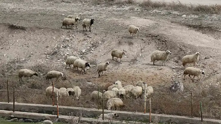 Diyadin'de besicilerin ilkbahar mesaisi başladı