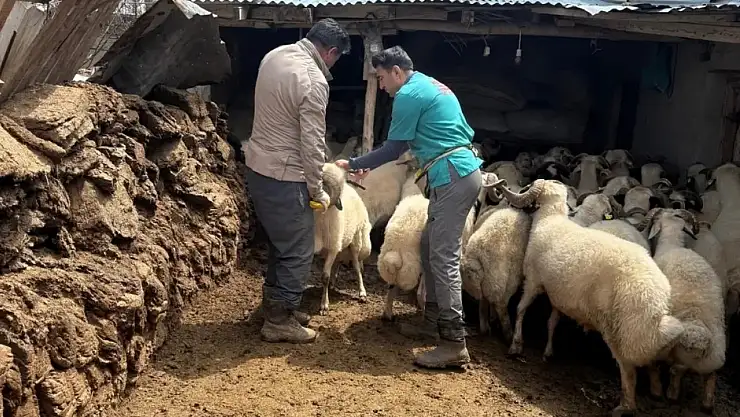 Diyadin'de hayvancılığa aşılama seferberliği başladı