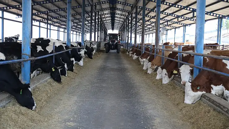 Diyarbakır'da devlet desteğiyle kurduğu süt çiftliğini 6,5 kat büyüttü
