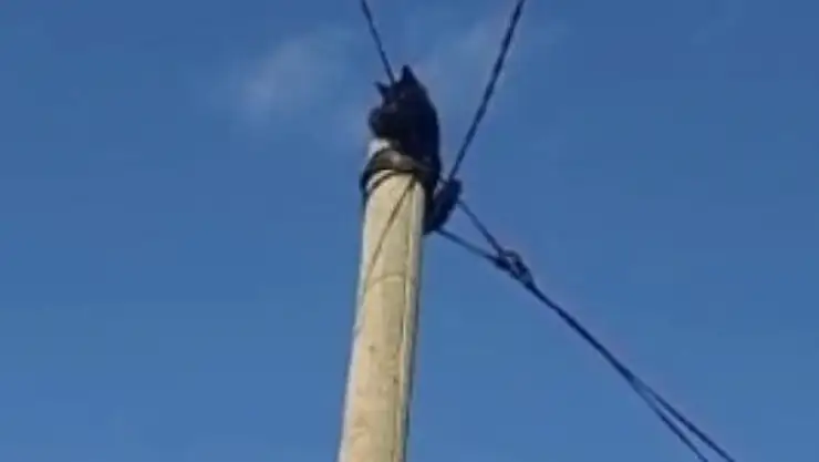 Diyarbakır'da direkte mahsur kalan kedi kurtarıldı