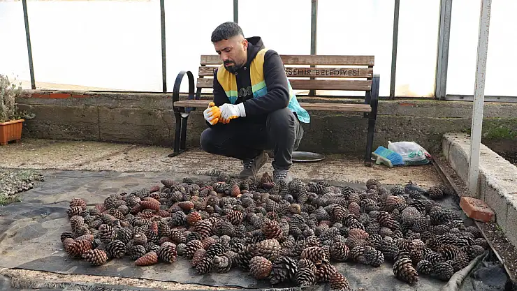 Diyarbakır'da kozalaklardan fidan üretiliyor
