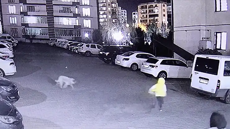 Diyarbakır'da sahipsiz köpek saldırısı: 3 yaralı