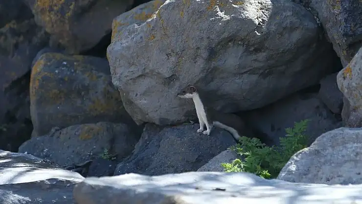 Doğada nadir rastlanıyor: Kars kırsalında görüntülendi