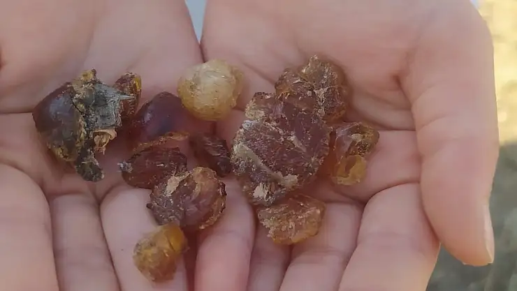 Doğal şifa kaynağı çam sakızı Patnos'ta kültürle bütünleşiyor