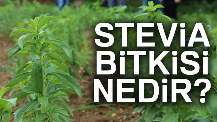 Doğal tatlandırıcı stevia'nın bilinmeyen faydaları