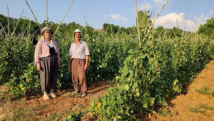 Doğal Yöntemlerle Yetiştirilen Mahsul, Heyecanla Hasat Edilecek! Şafak Vakti Toplanıp Hemen Satışa Sunulacak