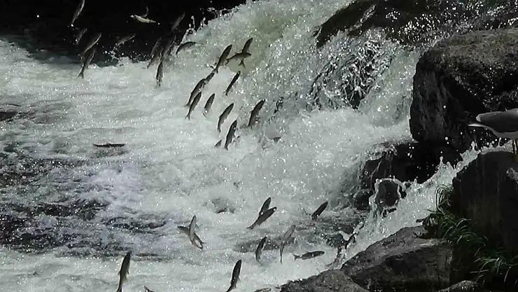 Doğanın Sahnesinde Hayatta Kalma Savaşı: İnci Kefali Göçü