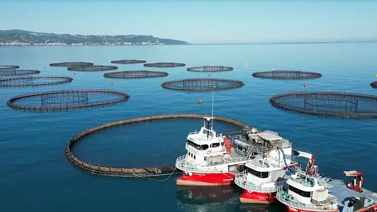 Doğu Karadeniz'de hasadı başladı: Omega-3 ve Omega 6 için Japonların tercihi