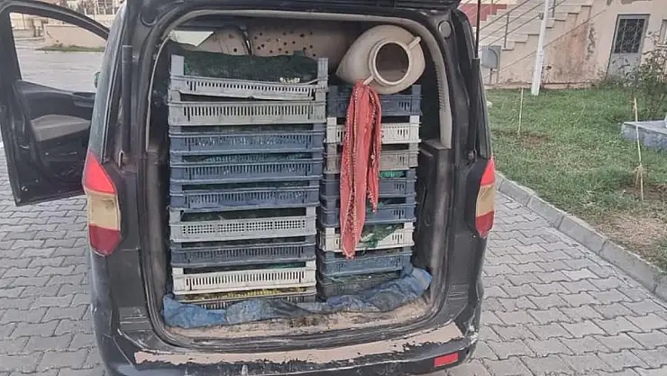 Doğubayazıt'ta kurbağa avcılarına jandarmadan baskın!