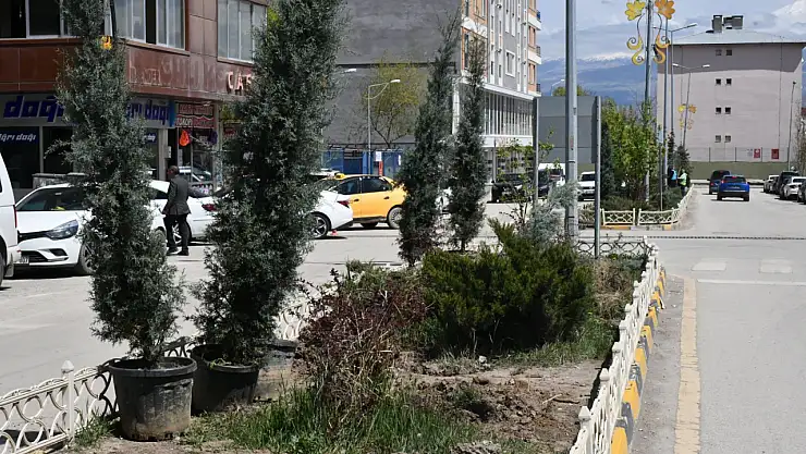 Doğubayazıt'ta refüjler mavi servi ağaçlarıyla yenileniyor