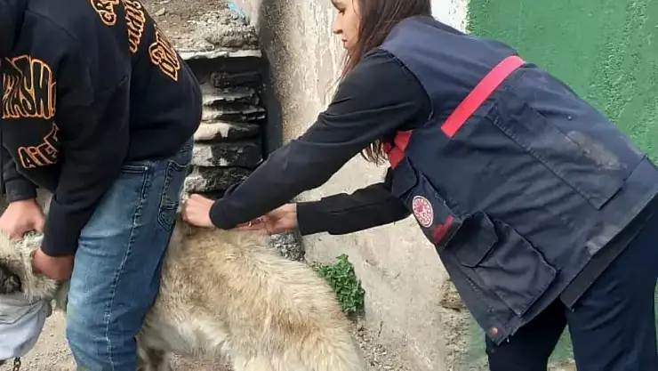 Doğubayazıt'ta sahipsiz hayvanlar çipleniyor, kuduz aşısı yapılıyor