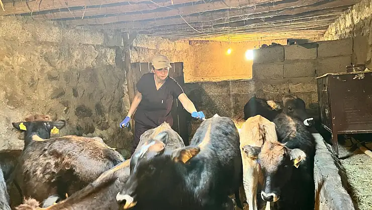 Doğubayazıt'ta şap hastalığına karşı yoğun mücadele