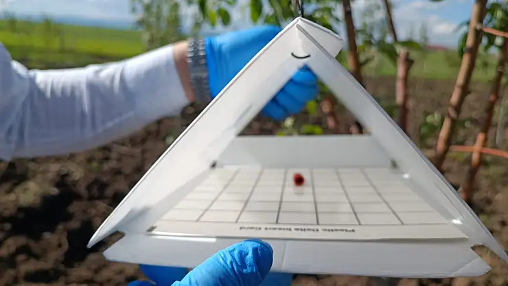 Doğubayazıt ve Tutak'ta elma iç kurduna karşı biyoteknik mücadele