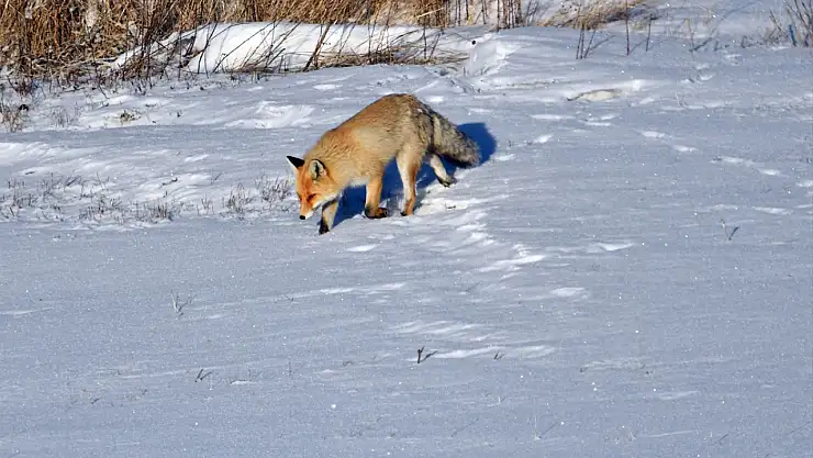 Dondurucu soğuk Kars'ı vurdu