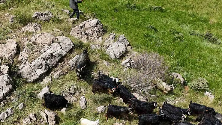 Dron Taramasıyla Kaybolan 26 Kurbanlık Keçi Bitlis'te Bulundu!