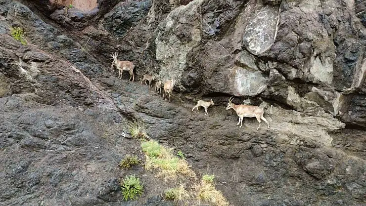 Dronla görüntülenen yaban keçileri, doğaseverlerden kaçak avcılara uyarı mesajı verdi
